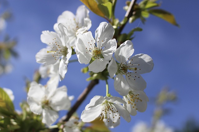 Free Flower Spring photo and picture