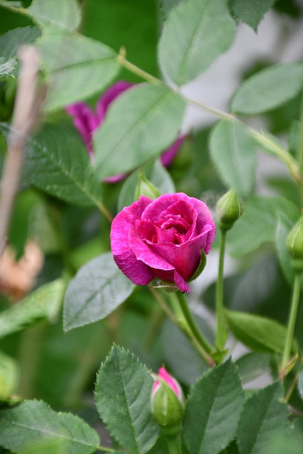 Free Rose Pink photo and picture