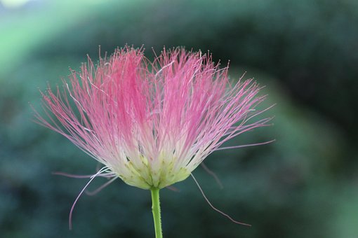 Free Silk Tree Albizia Julibrissin photo and picture