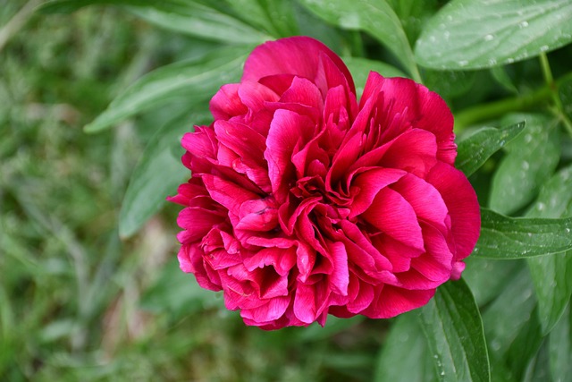 Free Peony Rose photo and picture