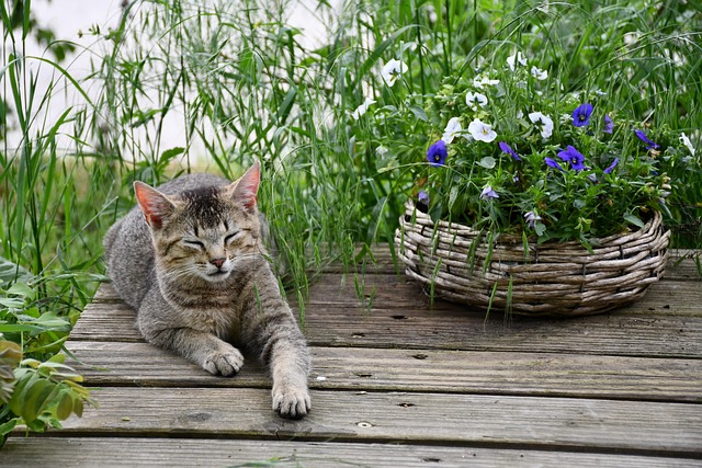 Free Cat Animal photo and picture