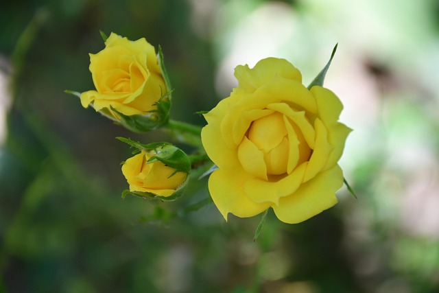 Free Roses Yellow photo and picture