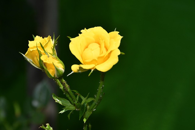 Free Roses Yellow photo and picture