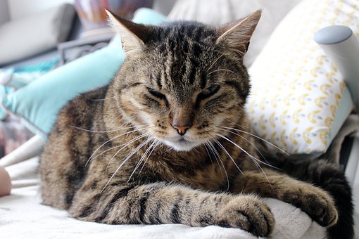 Free Cat Animal photo and picture