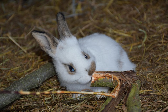 Free Rabbit Small Rabbit photo and picture