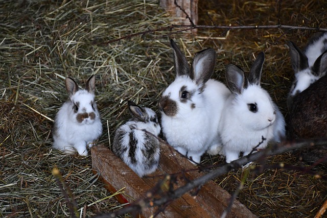 Free Rabbits Cute photo and picture