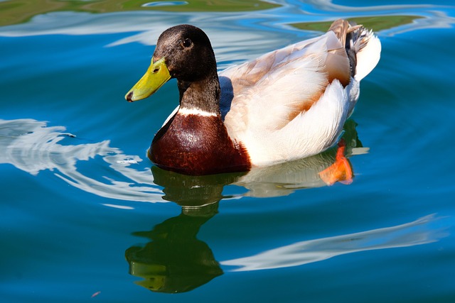 Drake Duck Water Bird - Free photo on Pixabay - Pixabay