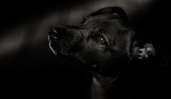 Free Dog Black photo and picture