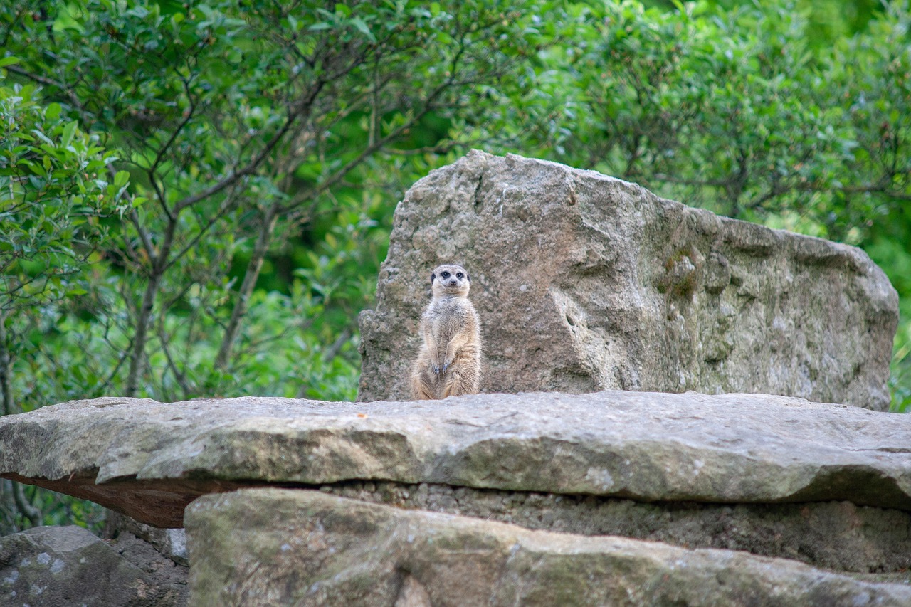 Meerkat Enclosure Rock - Free photo on Pixabay - Pixabay