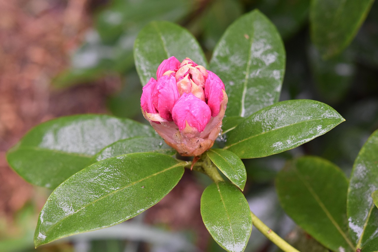 flower-bud-4165258_1280.jpg