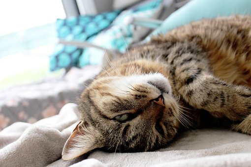 Free Cat Feline photo and picture