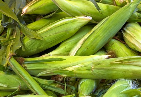 Free Fresh Farm Market Corn Cob photo and picture
