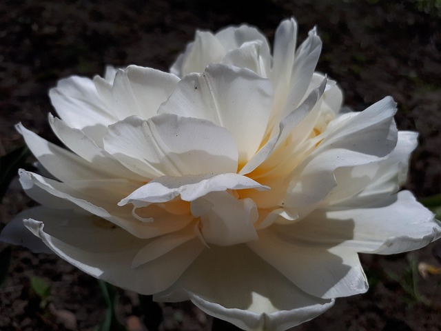 Free Flowers Rose photo and picture