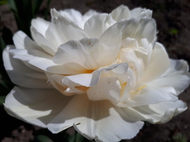 Free Flowers Rose photo and picture