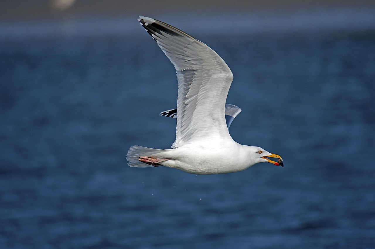 Herring Gull North Sea Free photo on Pixabay Pixabay