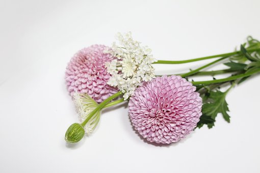 Free Flower Nature photo and picture