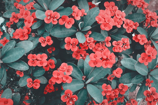 Free Poppy Delicate photo and picture