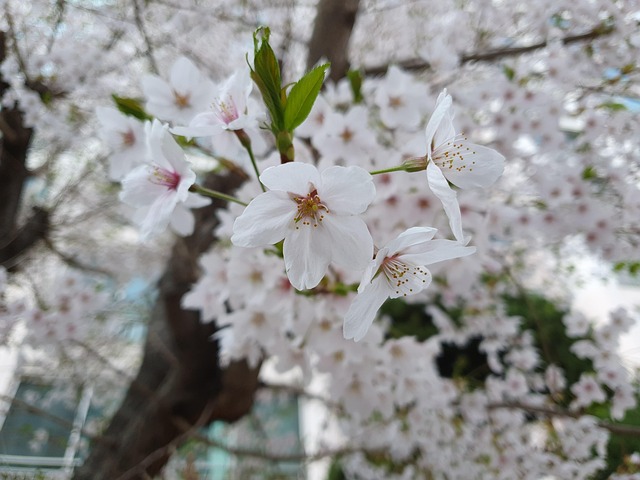 Free Beoc Flowers Cherry Flowers photo and picture