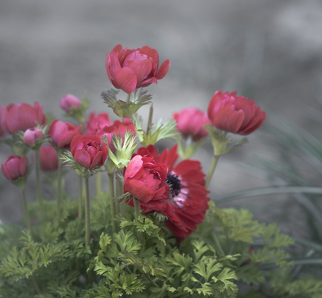 Free Blossom Bloom photo and picture