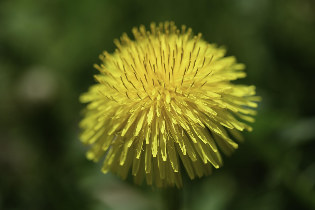 春天 蒲公英 开花 - Pixabay上的免费照片 - Pixabay
