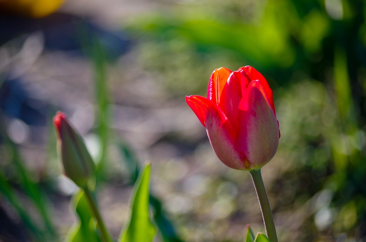 튤립 봄 꽃 - Pixabay의 무료 사진 - Pixabay