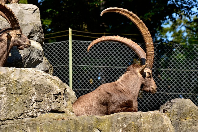Capricorn Enclosure Wild Animal - Free photo on Pixabay - Pixabay
