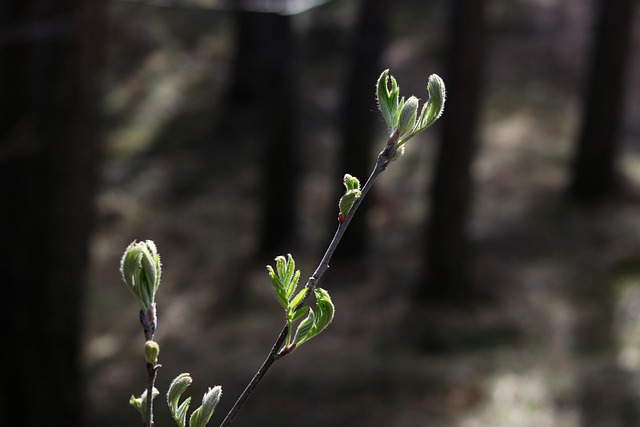 Woud, Bomen, Takken, Wildernis, Natuur