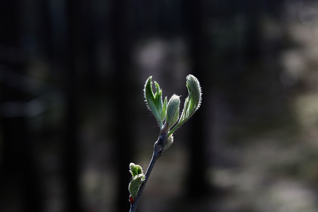 Woud, Bomen, Takken, Wildernis, Natuur
