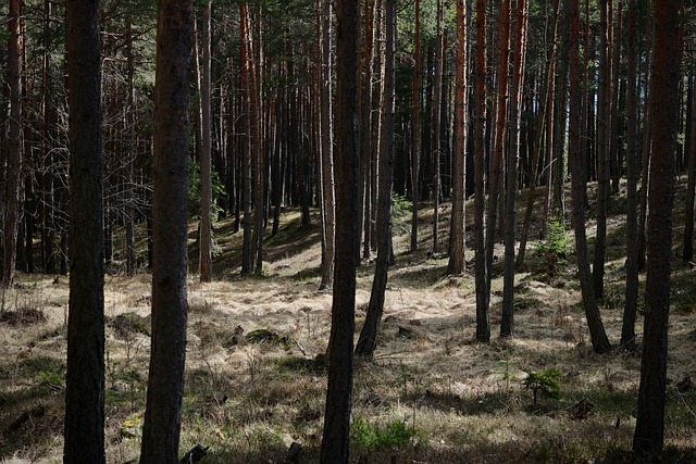 Mos, Woud, Bomen, Takken, Wildernis
