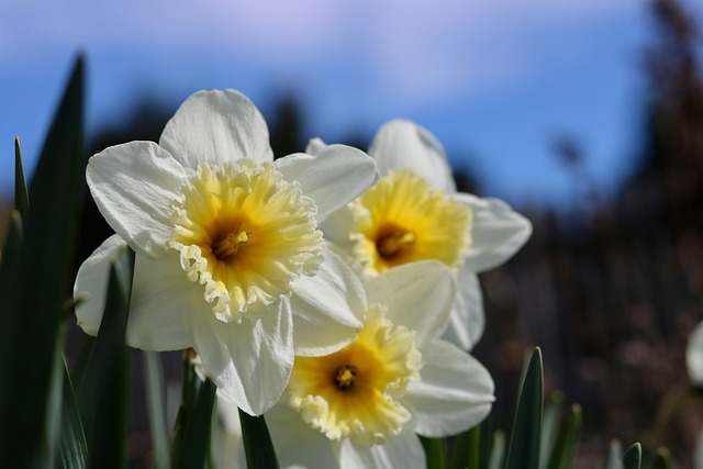 Narcissen, Gele Narcis, Bloemenbed