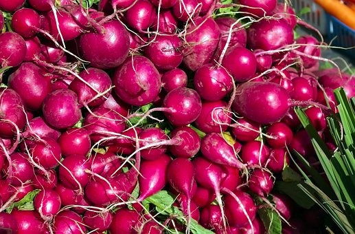 Free Fresh Radishes Radishes photo and picture
