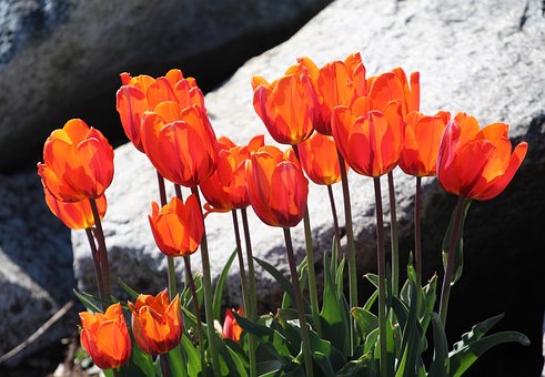 Tulipanes, Pascua De Resurrección