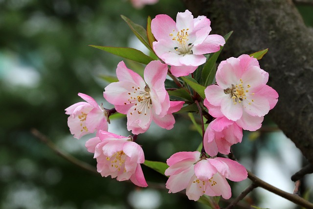 400,000+ Free April Flowers & April Photos - Pixabay