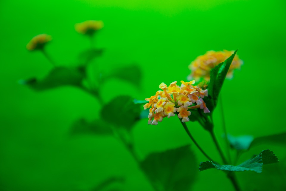 Flower Nepal Nature - Free photo on Pixabay - Pixabay