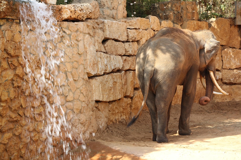 Éléphant Défense Animal Africain Free photo on Pixabay Pixabay