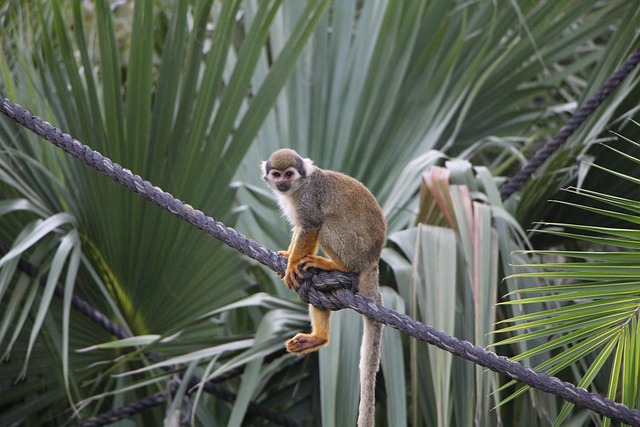 Chamuscar, Saïmiri, Des Animaux