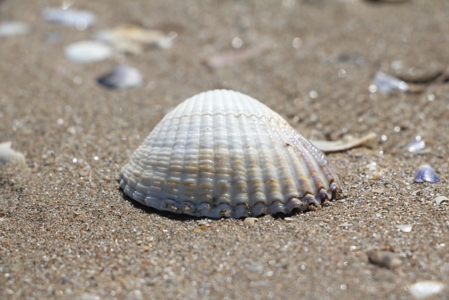Coquille, Zibelina, Plage, Les Vacances