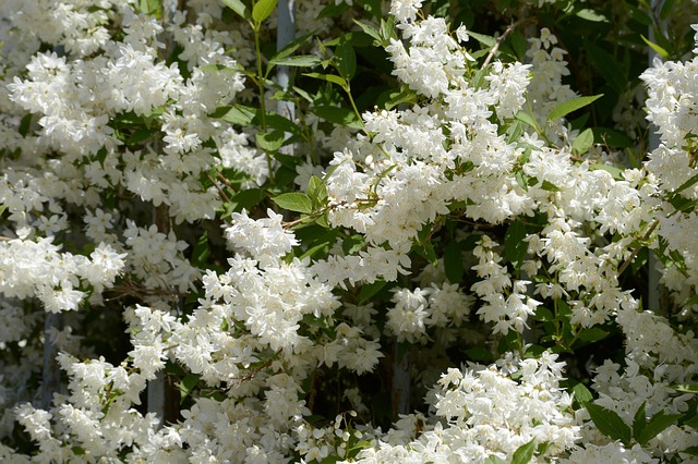 Free White Flower Spring photo and picture