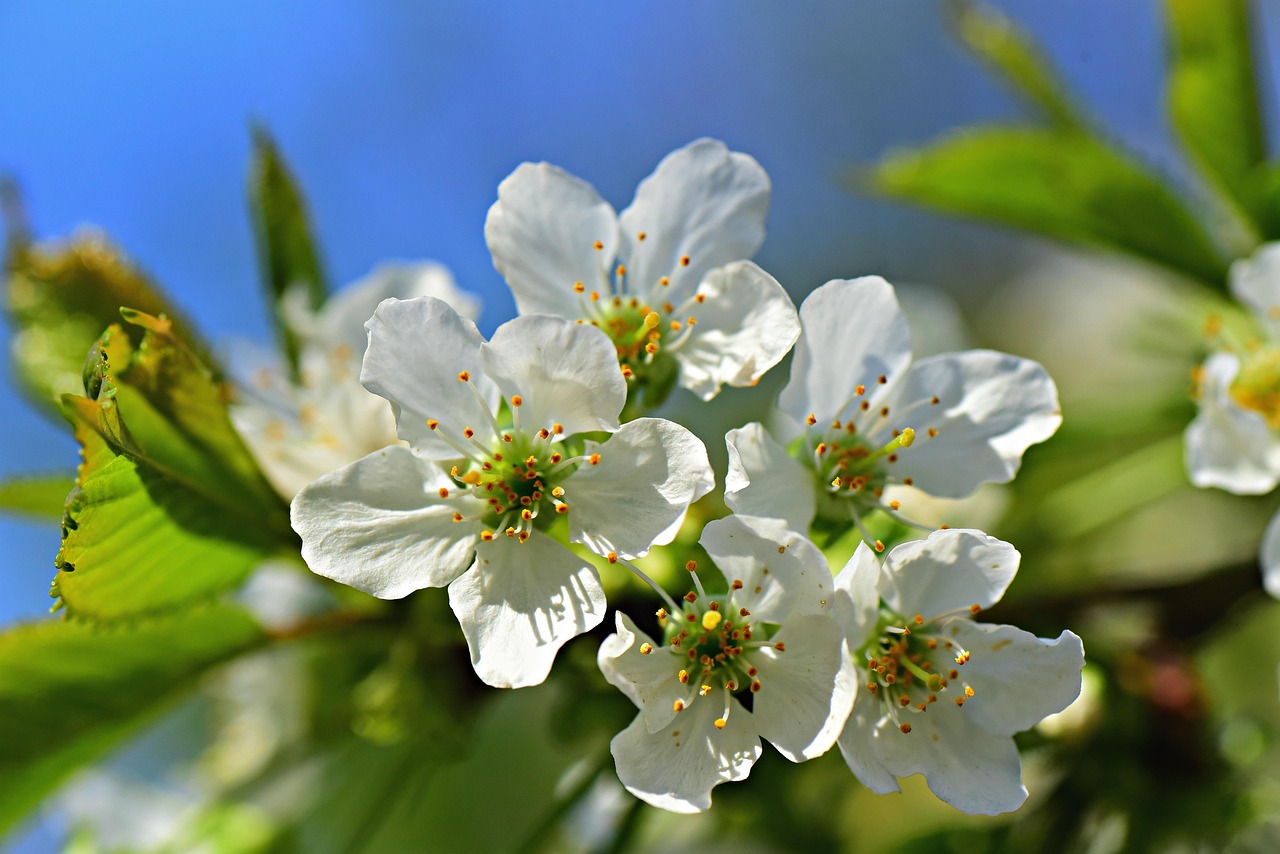 Spring Apple Orchard Spring Apples - Free photo on Pixabay - Pixabay
