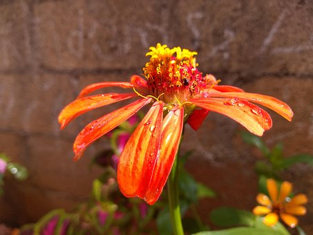 Free Flowers Flower photo and picture