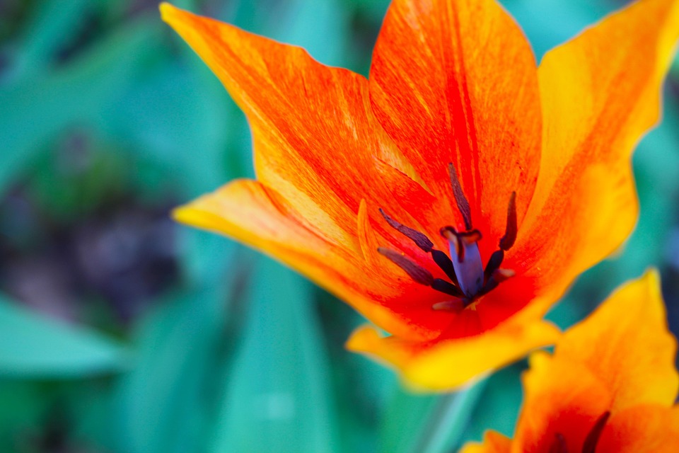 Tulipano Fiore Calice Foto Gratis Su Pixabay