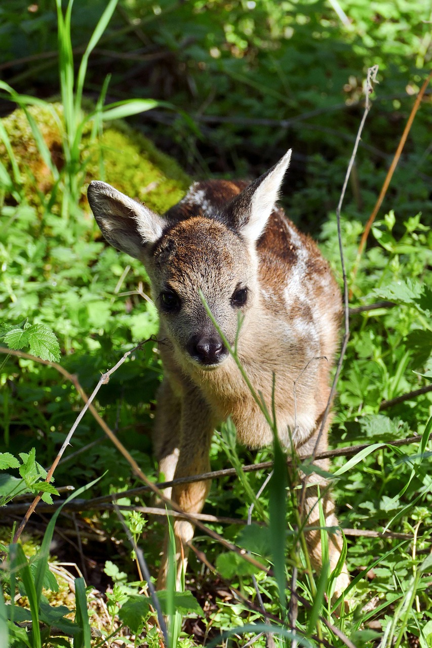 Fawn Roe Deer Young Free Photo On Pixabay