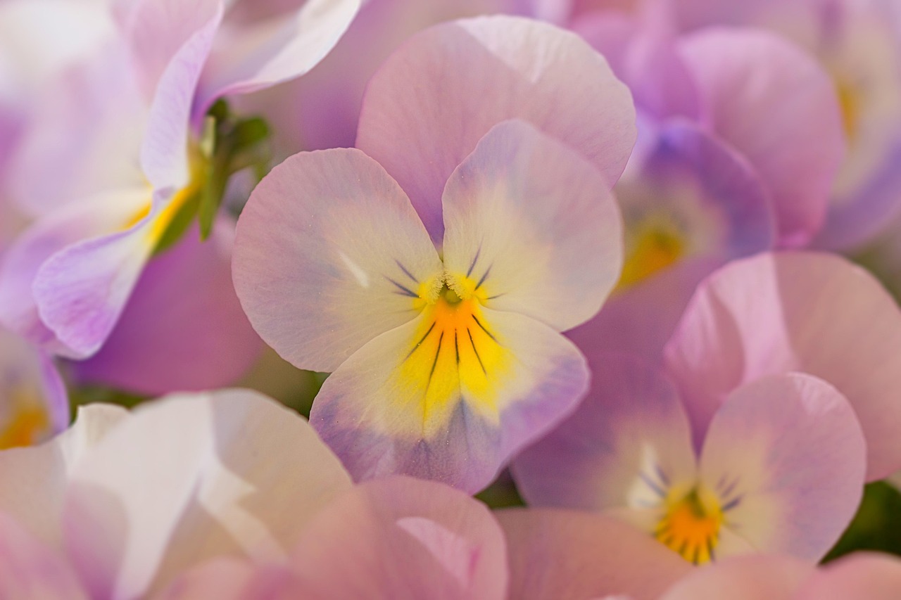 flowers-4169239_1280.jpg