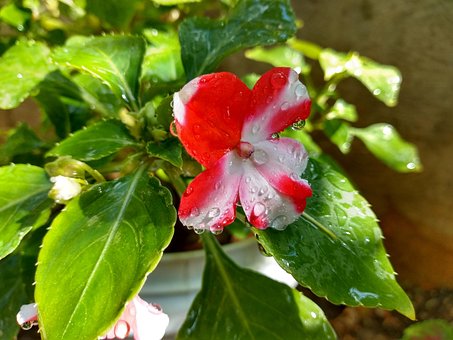 Free Flowers Floors photo and picture