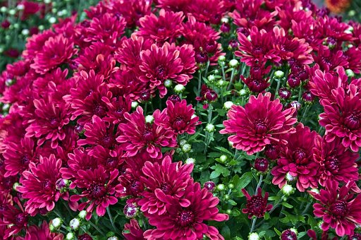 Free Chrysanthemums Mums photo and picture