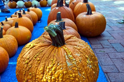 Free Farm Fresh Pumpkins Pumpkins photo and picture
