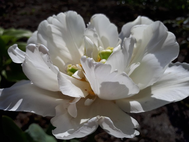 Free Flowers Rose photo and picture