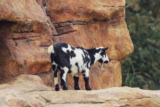 Free Mountain Goat Goat photo and picture