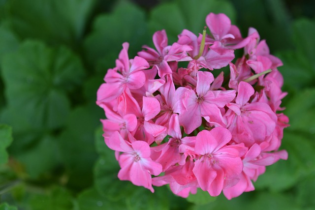 Free Flower Nature photo and picture