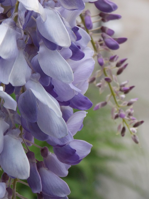 Free Acacia Wisteria photo and picture